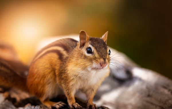 Красивый бурундук сидит на сухом дереве 