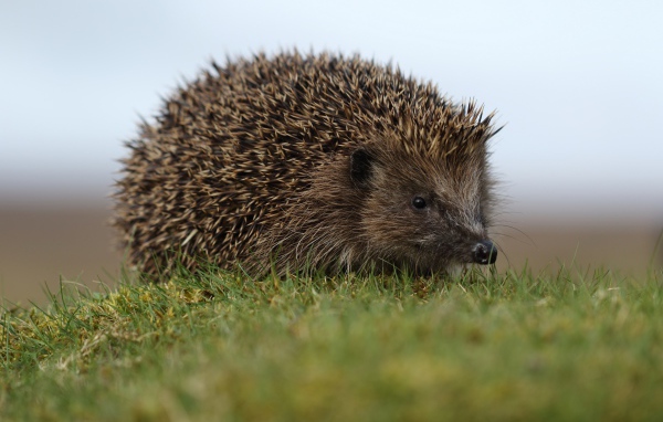 Big prickly hedgehog on green grass