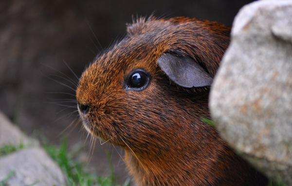 Коричневая морская свинка сидит в камнях