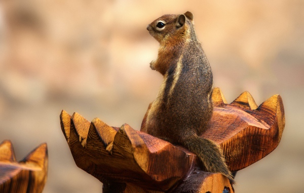 Бурундук сидит на деревянной скульптуре 