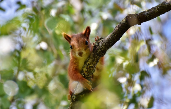Милая рыжая белка сидит на ветке 
