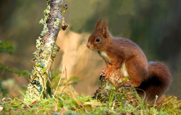Милая рыжая белка сидит на покрытой мхом коряге 
