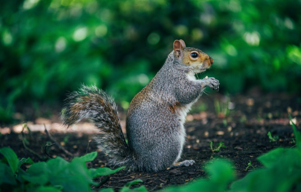 Пушистая серая белка на земле 