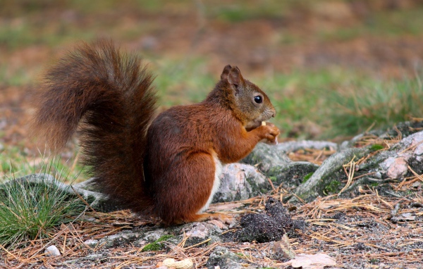 Рыжая белка с пушистым хвостом