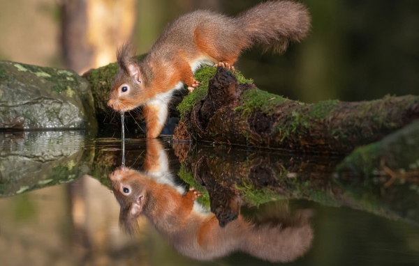 Пушистая рыжая белка пьет воду 