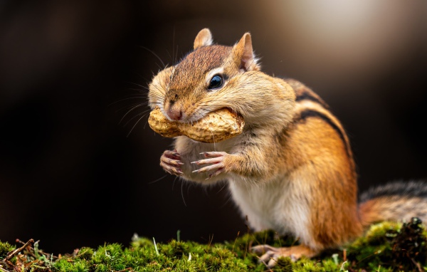 Смешной бурундук держит орех в зубах