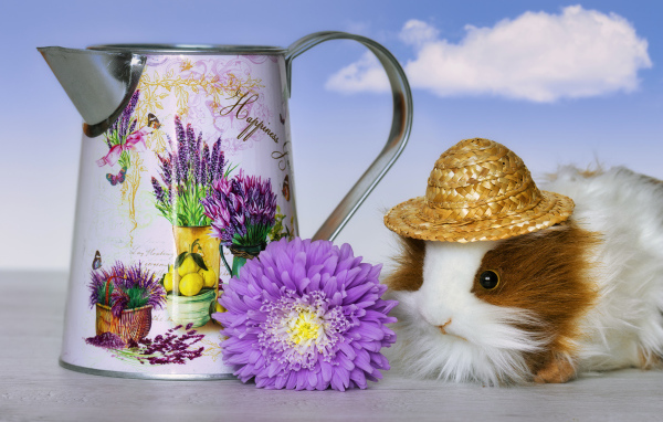 Guinea pig on a table with a watering can and a flower