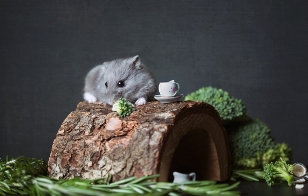 Маленький мышонок на столе с брокколи и розмарином 