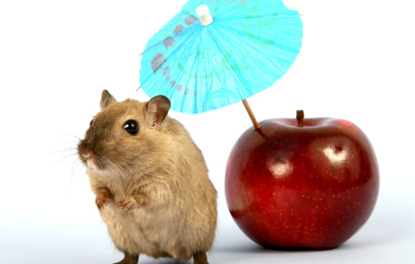 Мышонок с яблоком и зонтиком на белом фоне
