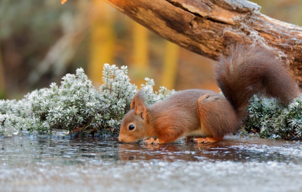Маленькая рыжая белка пьет воду из лужи у старого дерева 