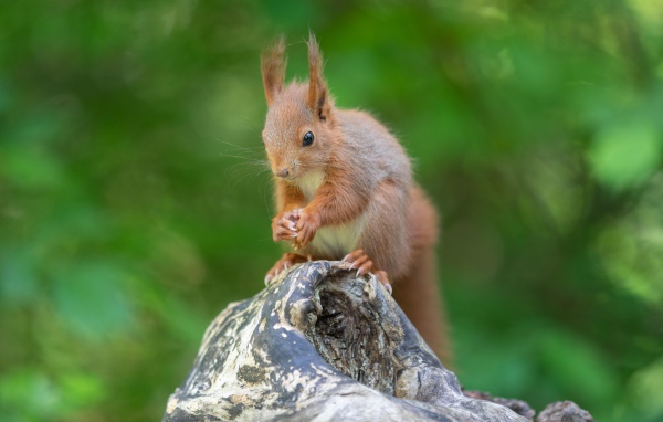 Маленькая рыжая белка грызет орех на коряге 