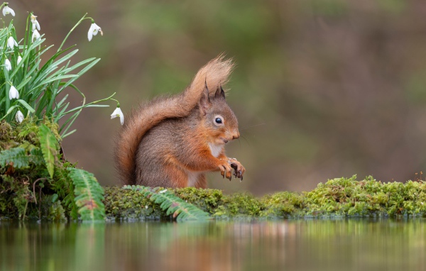 Маленькая рыжая белка стоит у воды