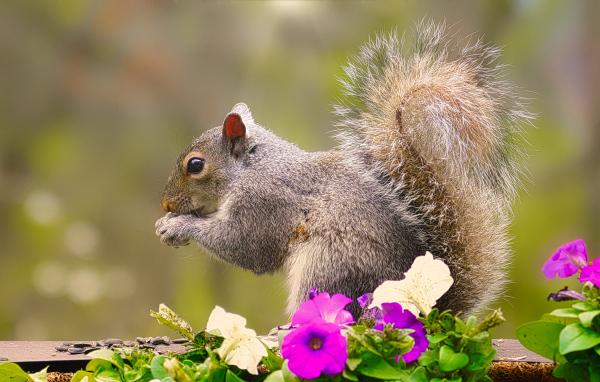 Маленькая белка грызет орех у цветов петунии 