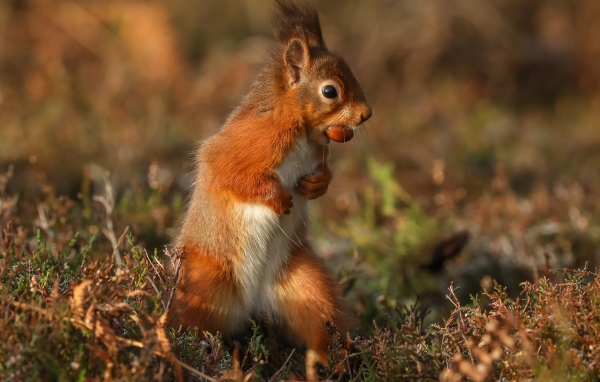 Рыжая белка стоит с орехом в зубах на траве 
