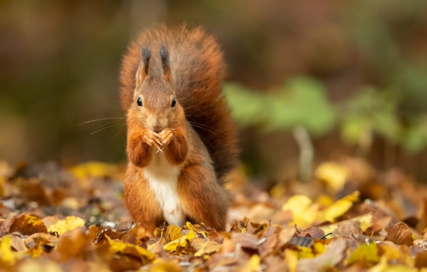 Рыжая белка с большим пушистым хвостом сидит на листве 