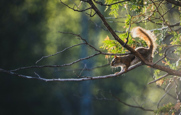 Белка подбирается к краю ветки 