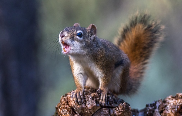 Грозная пушистая белка сидит на камне 