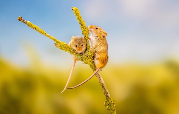Two little mouse on a branch close-up