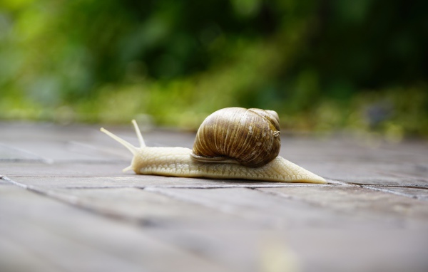 Большая улитка ползет через дорогу 