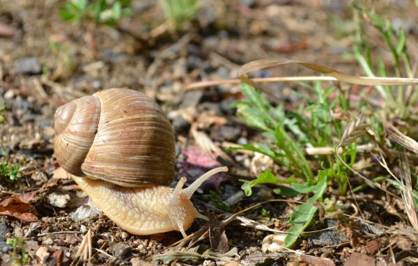 Большая улитка ползет по земле 