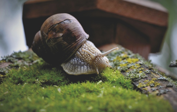 Большая улитка на покрытом мхом камне