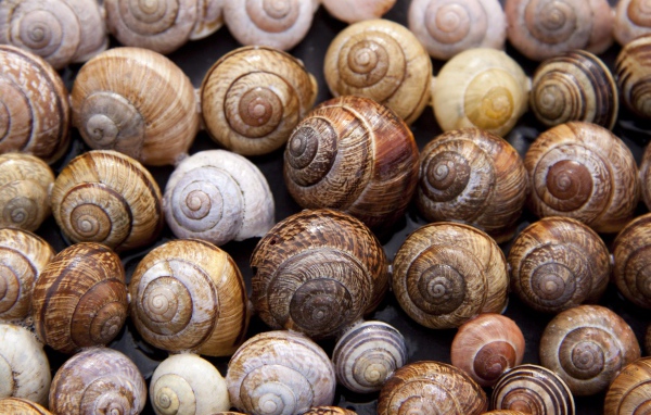 Много ракушек крупным планом 