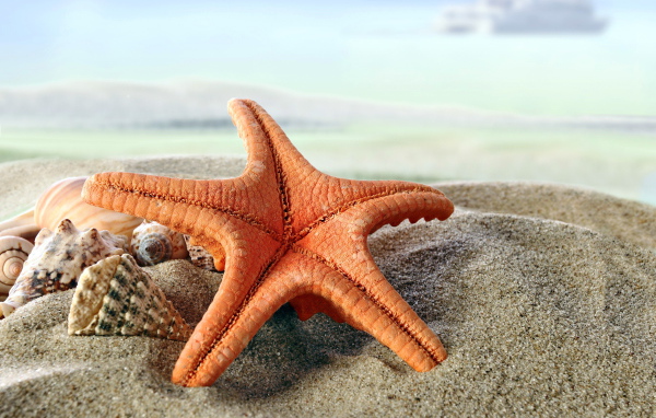 Большая морская звезда на песке с ракушками