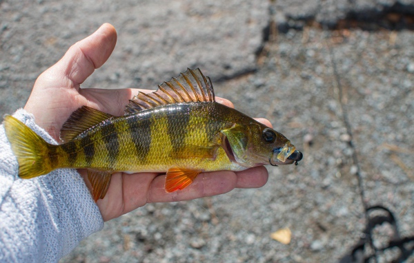 Рыба ерш на руке рыбака