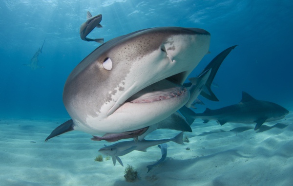 Стая больших хищных акул крупным планом