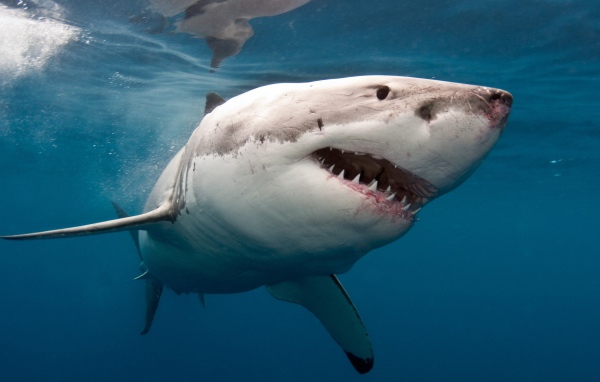 Большая хищная акула с острыми зубами в воде