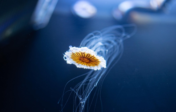 Маленькая медуза плавает в синей воде
