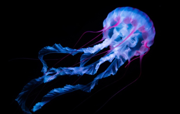 Неоновая медуза плывет на черном фоне
