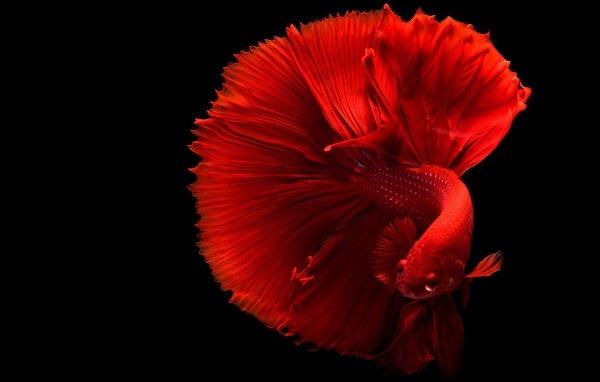 Красная рыба петушок на черном фоне
