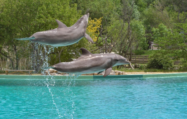 Два больших дельфина выпрыгивают из воды