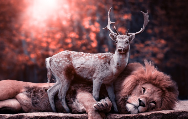 Big lion lies on the ground with a deer