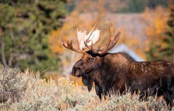 Бородатый лось с большими рогами