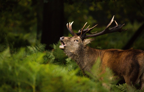 Большой олень кричит в лесу в зеленой траве