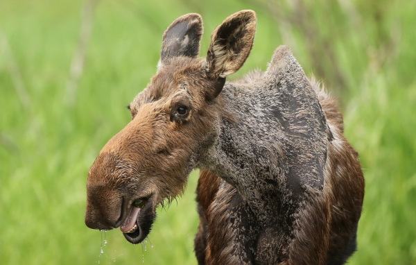 Большой лось у водопоя