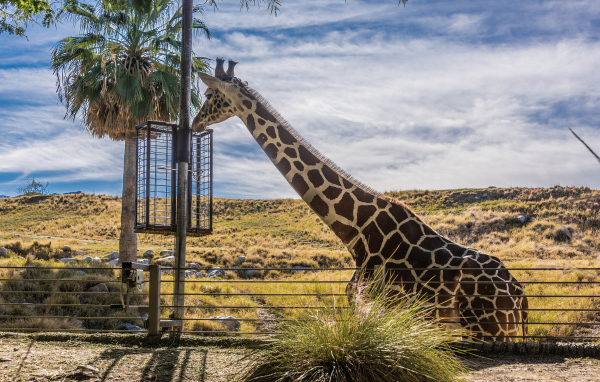 Большой жираф на фоне голубого неба 