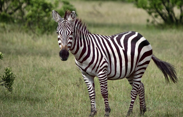 Черно-белая полосатая зебра в зеленой траве