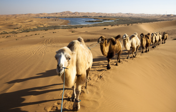 Караван верблюдов идет по жаркой пустыне