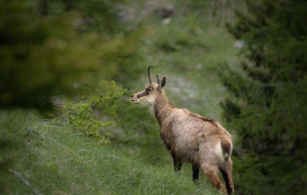 Серна гуляет по зеленой траве 