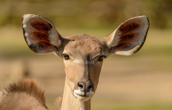 Морда антилопы с большими ушами крупным планом