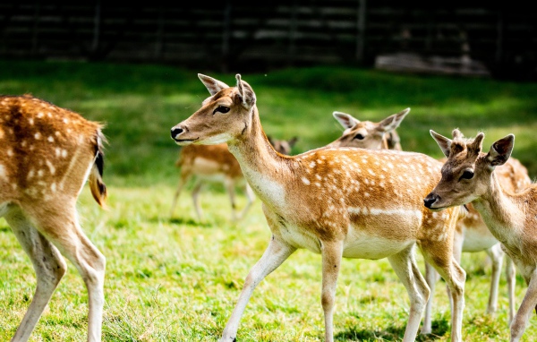 Олени пасутся в загоне на зеленой траве