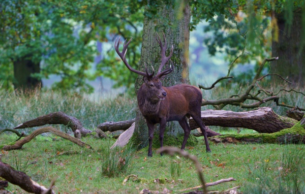 Олень с большими рогами в лесу у дерева 