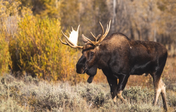 Лось с большими ветвистыми рогами в лесу 