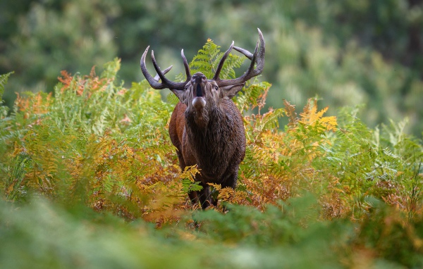 Лесной олень с большими рогами кричит в зарослях