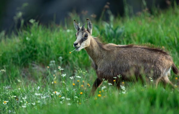 Коза пасется на зеленой траве