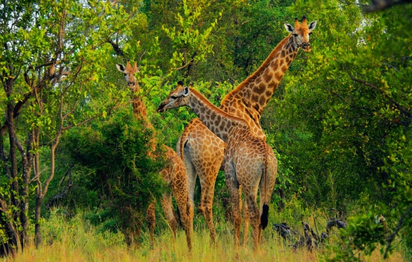 Большие жирафы срывают листву с деревьев 