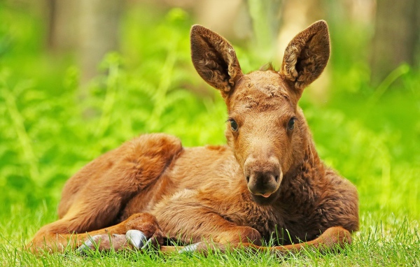 Маленький лосенок лежит на зеленой траве